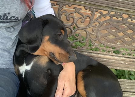 Toffi Kuschel-Bärchen sucht Familie oder sportlich aktives Zuhause