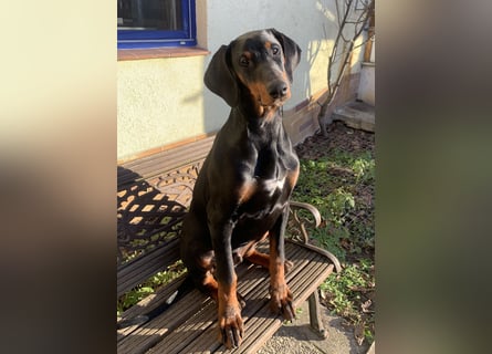 Toffi Kuschel-Bärchen sucht Familie oder sportlich aktives Zuhause