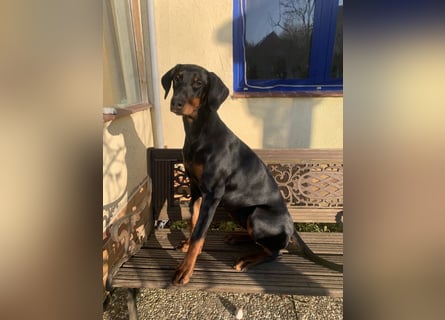 Belle Schmuse-Hündin für Familie oder sportlich aktive