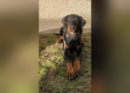 Belle Schmuse-Hündin für Familie oder sportlich aktive