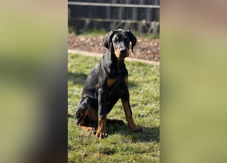 Dobermann Welpen mit Ahnentafel