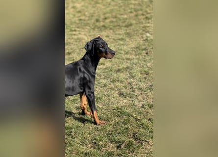 Dobermann Welpen mit Ahnentafel