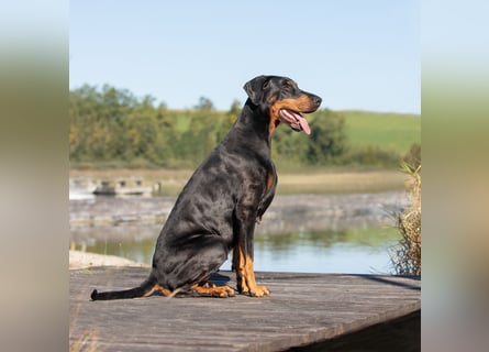 Dobermann Welpen mit Ahnentafel