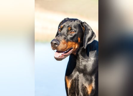 Dobermann Welpen mit Ahnentafel