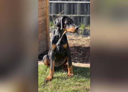 Dobermann Welpen mit Ahnentafel