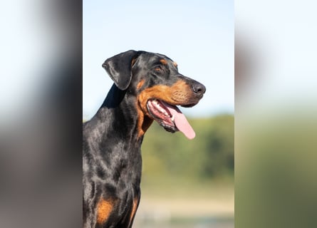 Dobermann Welpen mit Ahnentafel