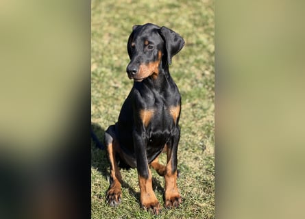 Dobermann Welpen mit Ahnentafel
