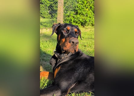 Hades, 2 Jahre: treuer Dobermann-Rüde sucht erfahrene Hände