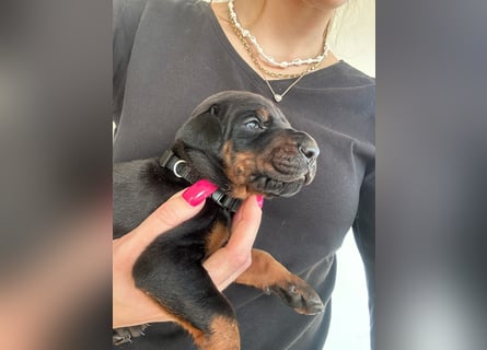 Dobermann Welpen mit FCI Stammbaum