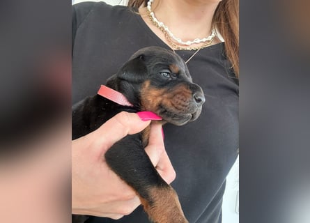 Dobermann Welpen mit FCI Stammbaum