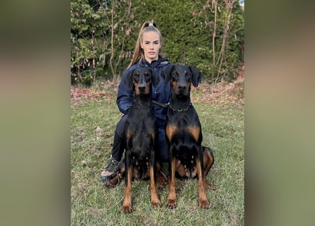 Dobermann Welpen mit FCI Stammbaum