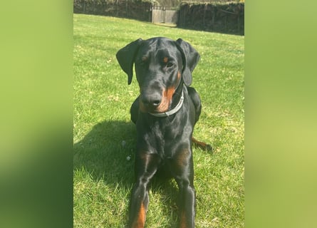 Coswig-Anhalt : Dobermann Junghund sucht neuen Wirkungskreis