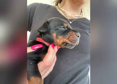 Dobermann Welpen mit FCI Stammbaum