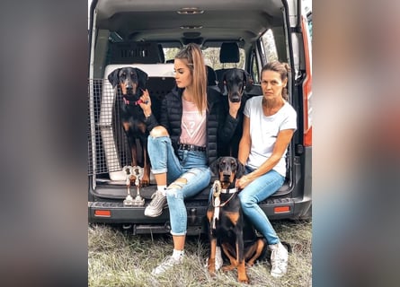 Dobermann Welpen mit FCI Stammbaum