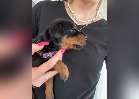 Dobermann Welpen mit FCI Stammbaum
