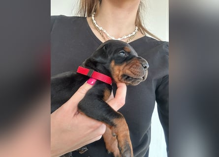 Dobermann Welpen mit FCI Stammbaum