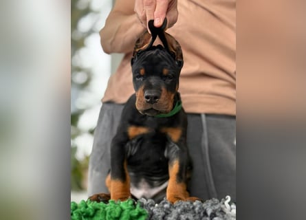 Dobermann Welpen mit FCI Stammbaum
