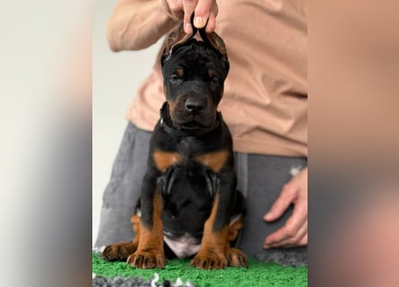 Dobermann Welpen mit FCI Stammbaum