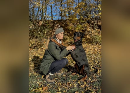 Dobermann Welpen mit FCI Stammbaum