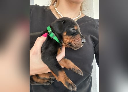Dobermann Welpen mit FCI Stammbaum