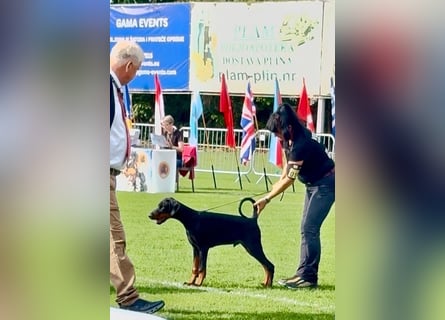 Coswig-Anhalt : Dobermann Junghund sucht neuen Wirkungskreis