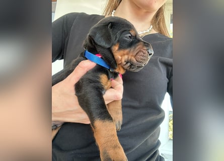 Dobermann Welpen mit FCI Stammbaum