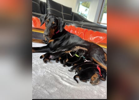 Dobermann Welpen mit FCI Stammbaum