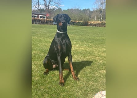 Coswig-Anhalt : Dobermann Junghund sucht neuen Wirkungskreis