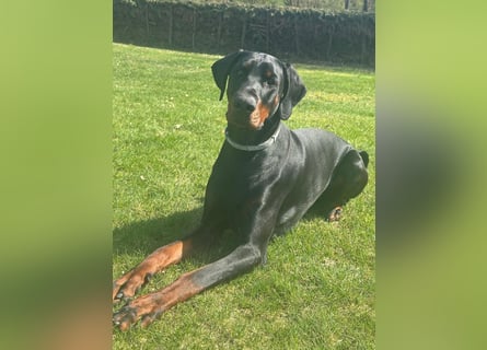 Coswig-Anhalt : Dobermann Junghund sucht neuen Wirkungskreis
