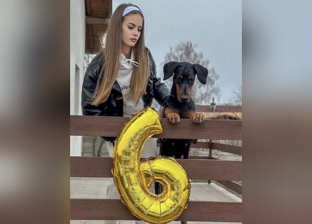 Dobermann Welpen mit FCI Stammbaum