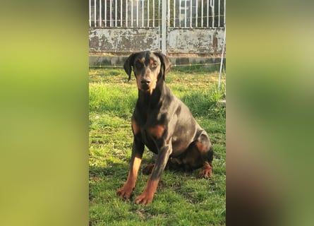 Dobermannhündin 9 Monate alt