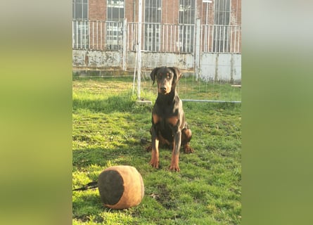 Dobermannhündin 9 Monate alt