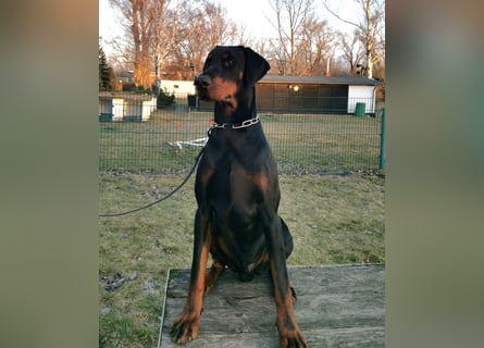 Dobermannrüde 11 Monate