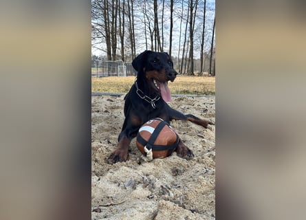 Dobermann 2 jahre
