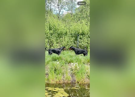 Dobermann 2 jahre