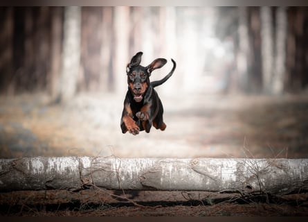 Dobermann 2 jahre