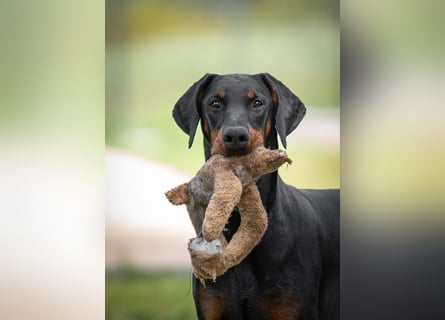 Dobermann 2 jahre