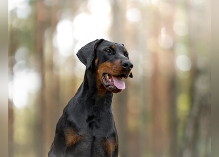 Dobermann 2 jahre