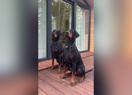 Dobermann 2 jahre