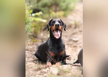 Dobermann 2 jahre