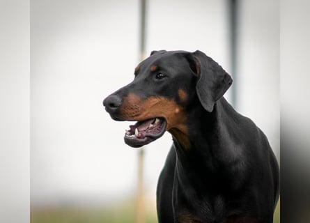 Dobermann 2 jahre