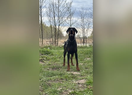 Dobermann 2 jahre