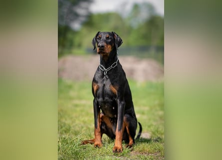 Dobermann 2 jahre