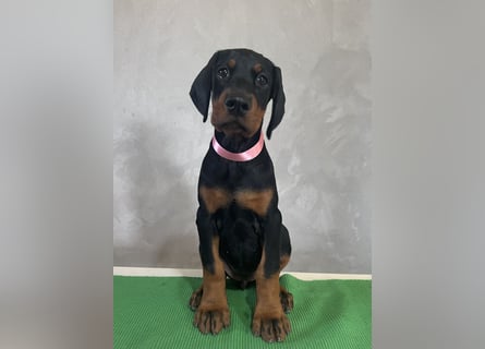 dobermann welpen