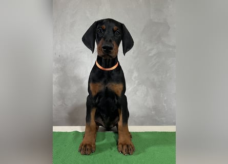dobermann welpen