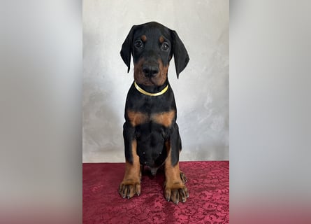 dobermann welpen
