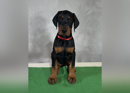 dobermann welpen