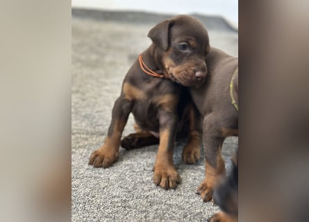 Brauner Dobermann Rüde aus international erfolgreicher FCI-Zucht – Nero di Angelo