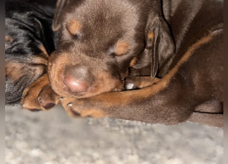 Brauner Dobermann Rüde aus international erfolgreicher FCI-Zucht – Nero di Angelo