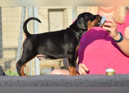 Brauner Dobermann Rüde aus international erfolgreicher FCI-Zucht – Nero di Angelo